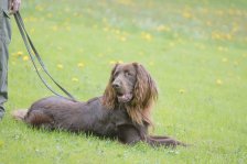 Hundepräsentation 2019